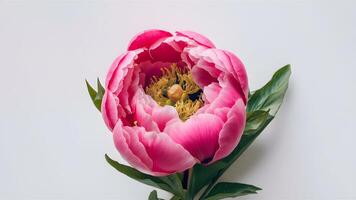 ai generado hermosa Fresco rosado peonía flor aislado en blanco antecedentes foto