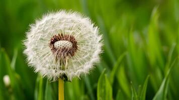 AI generated Summer nature scene with beautiful dandelion in closeup photo