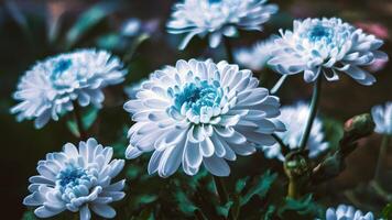 AI generated Blue and white flowers chrysanthemum in watercolor, blurry background photo