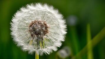 AI generated Pic Abstract dandelion flower background, extreme closeup with natural art photo