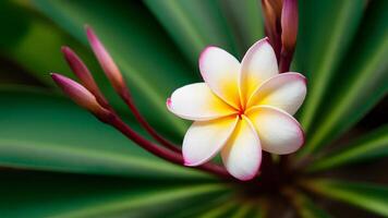 AI generated Serene background adorned with the delicate plumeria rauvolfioideae plant blossom photo