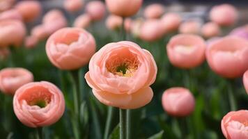 AI generated Closeup peach ranunculus abstract background, shallow depth of field photo