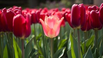 ai generado hermosa jardín escena con rosado tulipán entre rojo tulipanes foto