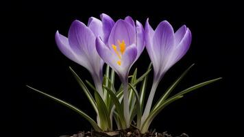 AI generated Isolated image of violet crocus spring flower on black background photo