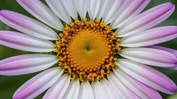 AI generated Abstract background texture of violet daisy flower center, anthers photo