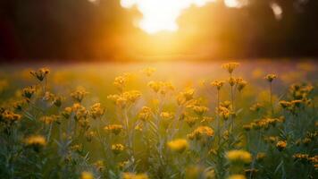 ai generado borroso otoño verano naturaleza antecedentes con flores campo y puesta de sol foto