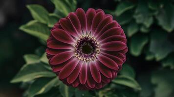 ai generado de cerca de púrpura gerbera flor con No oscuridad, aislado antecedentes foto