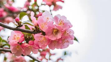 ai generado capturar aislado blanco antecedentes vitrinas medio marco de rosado manzana árbol flor ramas foto