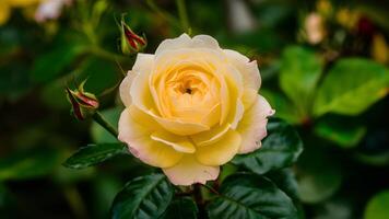 AI generated Yellow rose hybrid amidst spring foliage creates vibrant background photo