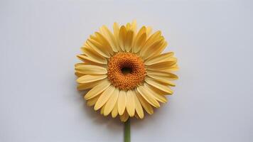 ai generado marco aislado amarillo margarita flor capturas atención en blanco fondo foto