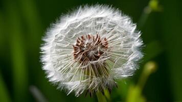 ai generado img cerca arriba de diente de león flor vitrinas intrincado detalles en verde foto