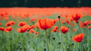 AI generated Banner website with blurred nature background of poppy flowers photo