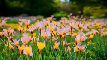 AI generated Display Blurred nature background of flowers in garden park outdoors photo