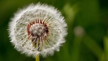 AI generated Scene Extreme closeup of abstract dandelion flower background, natural art photo