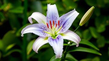 AI generated Blue lily flower isolated on white background, closeup nature photo