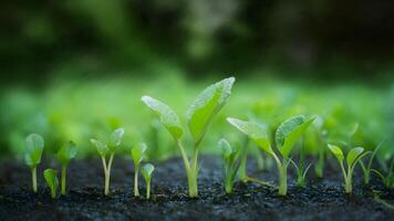 AI generated Macro abstract background of natures small plants under rain photo