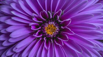 AI generated Macro lens used to capture interesting abstract purple flower photo