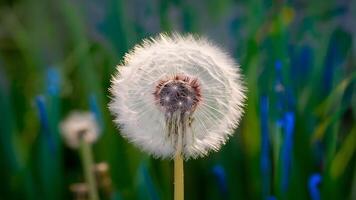 ai generado imagen cerca arriba Disparo regalos suave enfocado azul resumen diente de león flor antecedentes foto