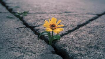 ai generado amarillo flor emergente desde grieta simboliza esperanza en calle escena foto