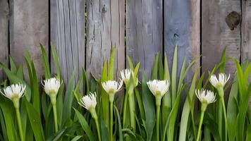 AI generated Fresh spring greens and white flowers over wooden fence background photo