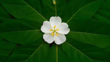 AI generated Arabian jasmine flower and leaves isolated on white background photo