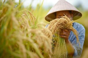 ai generado vietnamita granjero cosecha arroz foto