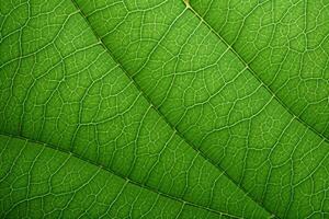 AI generated Close up Green Leaf Texture, Macro Leaves Texture Background, Green Leaf Macro photography, AI Generative photo