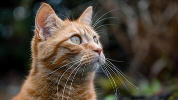 AI generated Close up of curious cat looking up photo