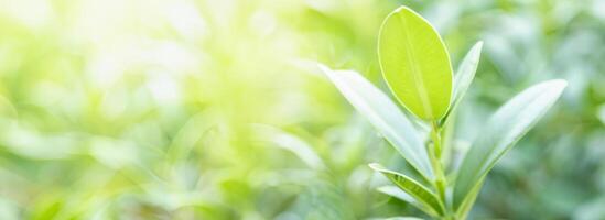 Lush Green Leaf in Natural Sunlit Environment, Perfect Ecology Cover Image with Copy Space and Bokeh Background. photo