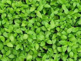 Green Leaf Plant Texture photo