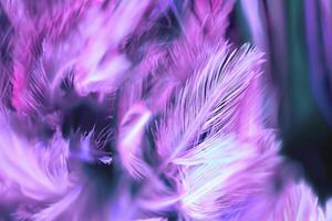 Gentle, Abstract Chicken Feather Fluff, A Soft Focus Background. photo