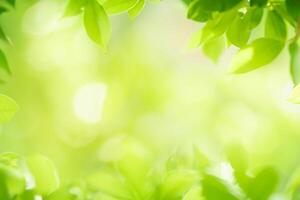 Hora de verano verde hoja naturaleza en un jardín. utilizando lozano verde plantas como el primavera antecedentes cubrir imagen fondo de pantalla .con naturaleza, ecología, y verdor foto