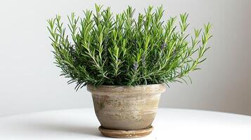 AI generated Rosemary plants in a pot on a white background photo