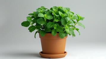 AI generated Medicinal plants peppermint in a pot on a white background photo