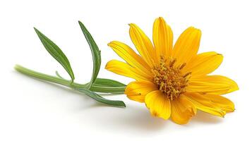 AI generated Arnica floral on a white background photo