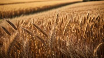 AI generated Organic wheat field background closeup view photo