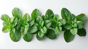 AI generated Medicinal plants peppermint on a white background photo