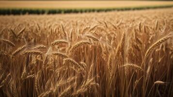 AI generated Organic wheat field background closeup view photo