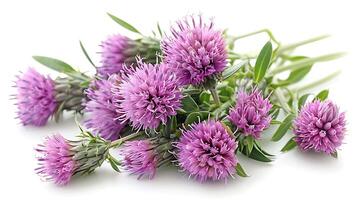 AI generated Milk thistle flowers on a white background photo