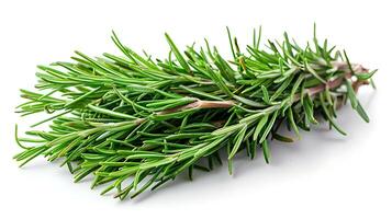 AI generated Rosemary plants on a white background photo