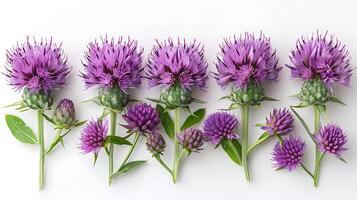 AI generated Milk thistle flowers on a white background photo