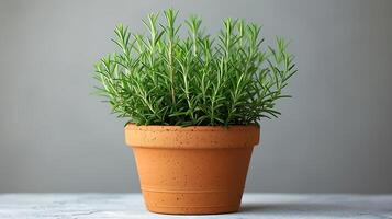 AI generated Rosemary plants in a pot on a white background photo