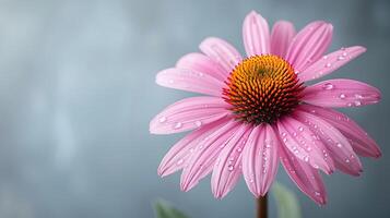 AI generated Natural medicinal echinacea flowers on a white background photo