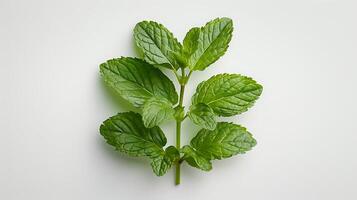 ai generado medicinal plantas menta en un blanco antecedentes foto