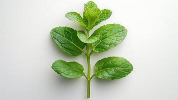 ai generado medicinal plantas menta en un blanco antecedentes foto