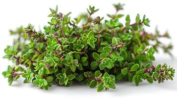 AI generated Medicinal plants thyme on a white background photo