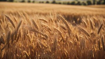 AI generated Organic wheat field background closeup view photo