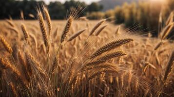 AI generated Organic wheat field background closeup view photo