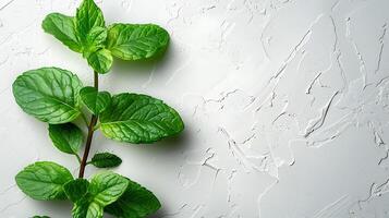 AI generated Medicinal plants peppermint on a white background photo