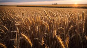 AI generated Organic wheat field background closeup view photo